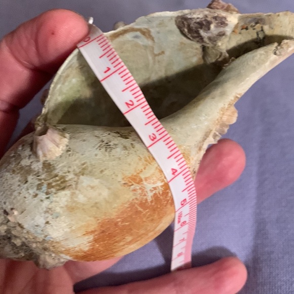 SALE!! True tulip shell with barnacle cluster - Picture 11 of 12